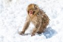 23 Jigokudani Snow Monkey Park